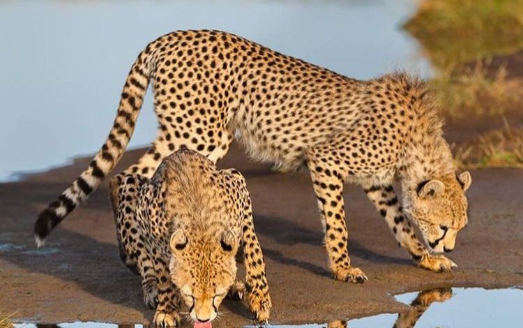 best park for cheetahs in Tanzania