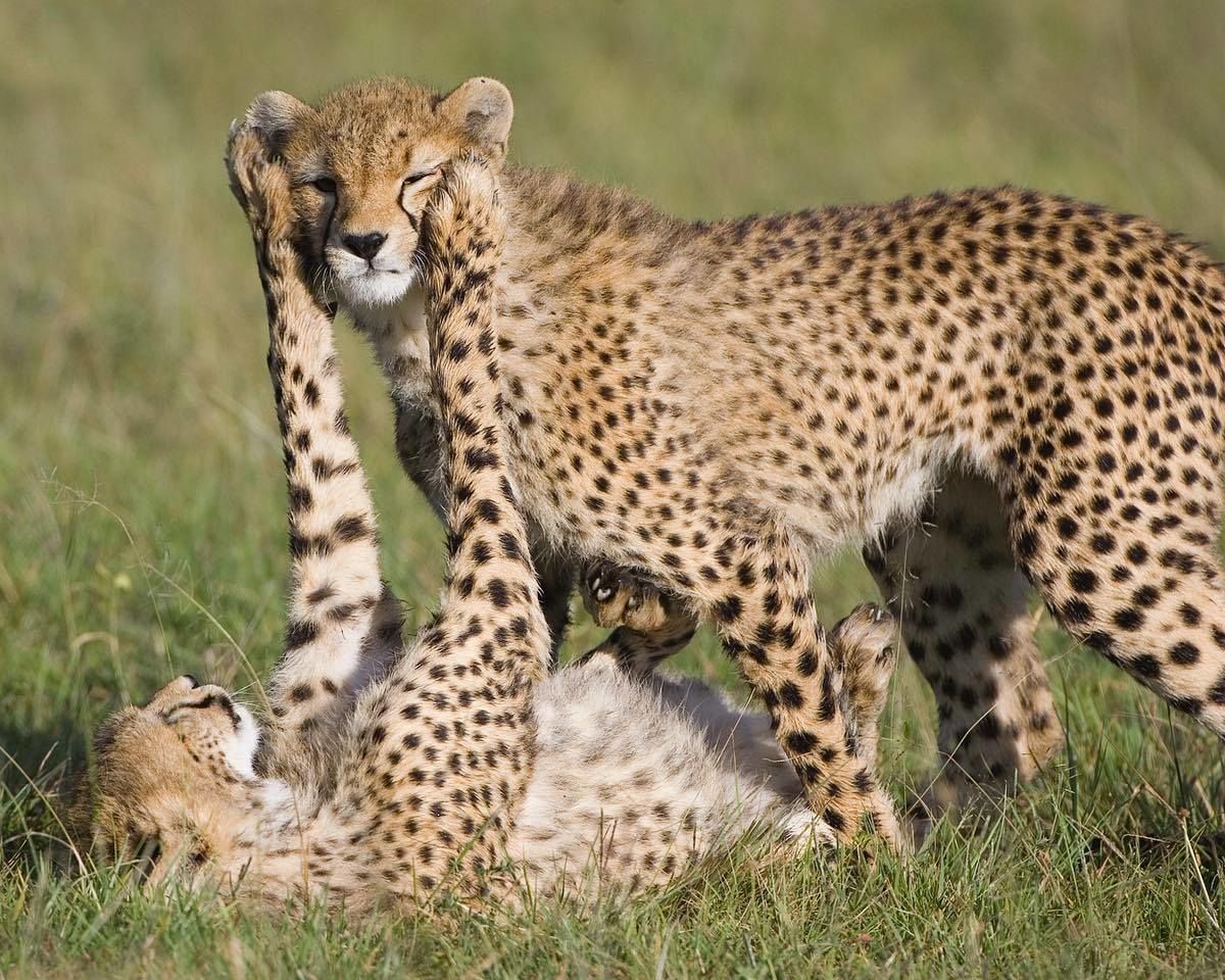 best park for cheetahs in Tanzania
