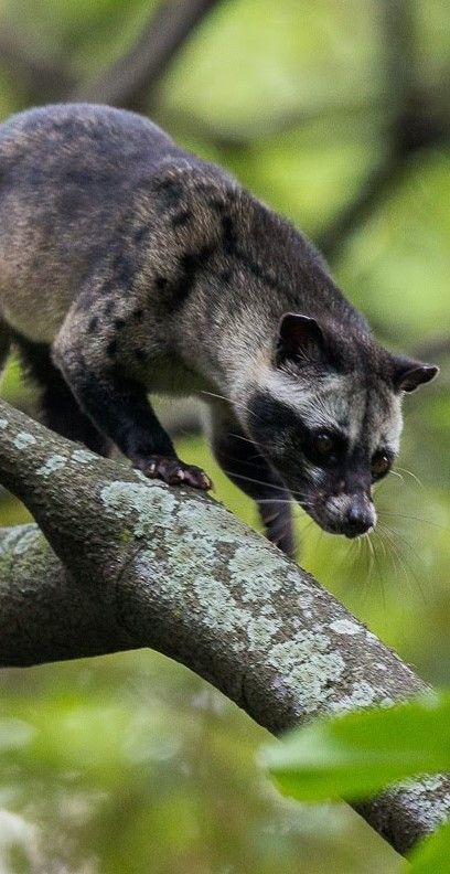 Best Park for Civet Sightings
