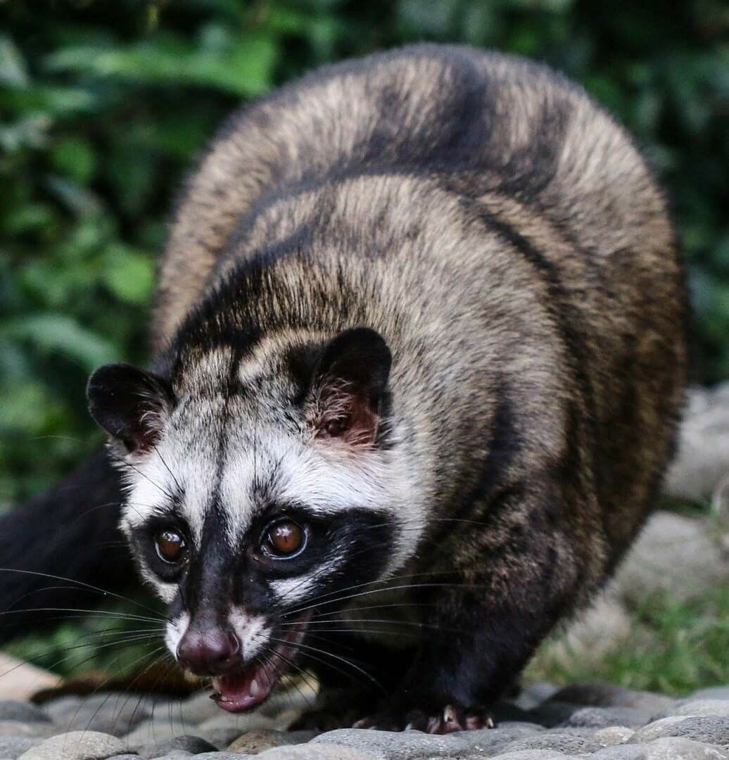 Best Park for Civet Sightings