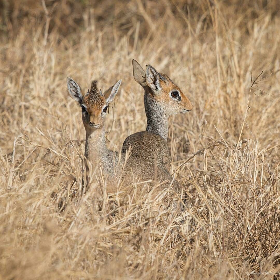 dik-diks in Selous