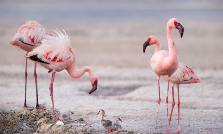 Can I see flamingos in Lake Natron?