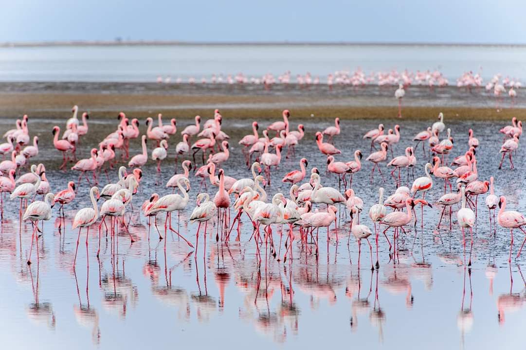 Can I see flamingos in Lake Natron?