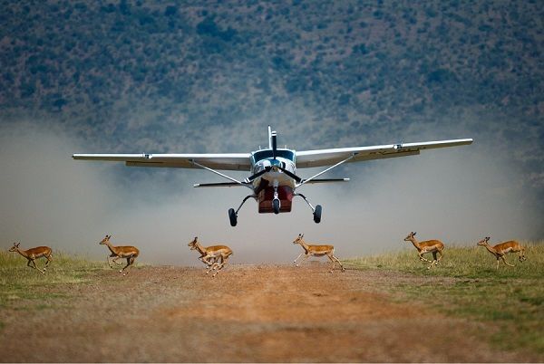 fly-in safaris for the migration