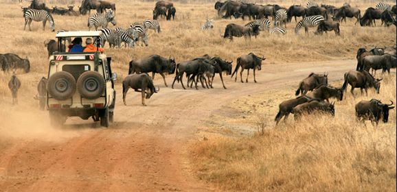 safaris for the migration
