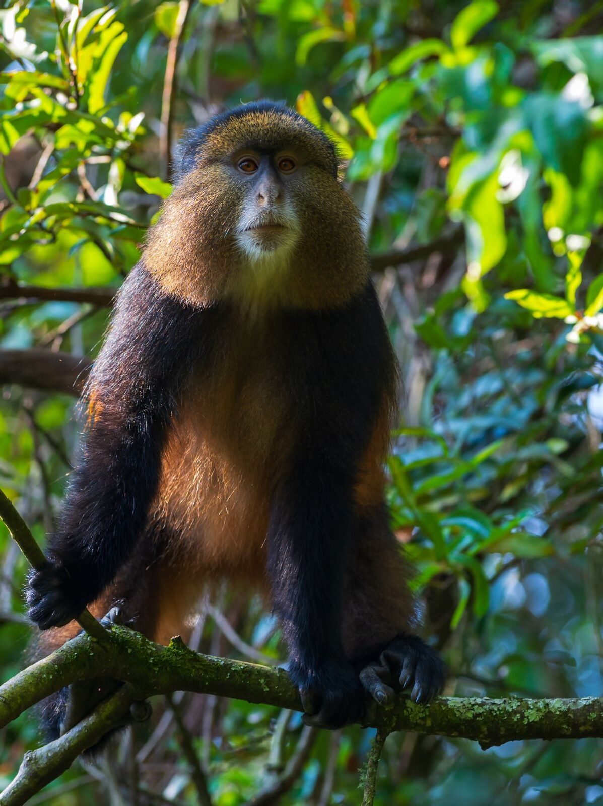 Golden Monkey tracking