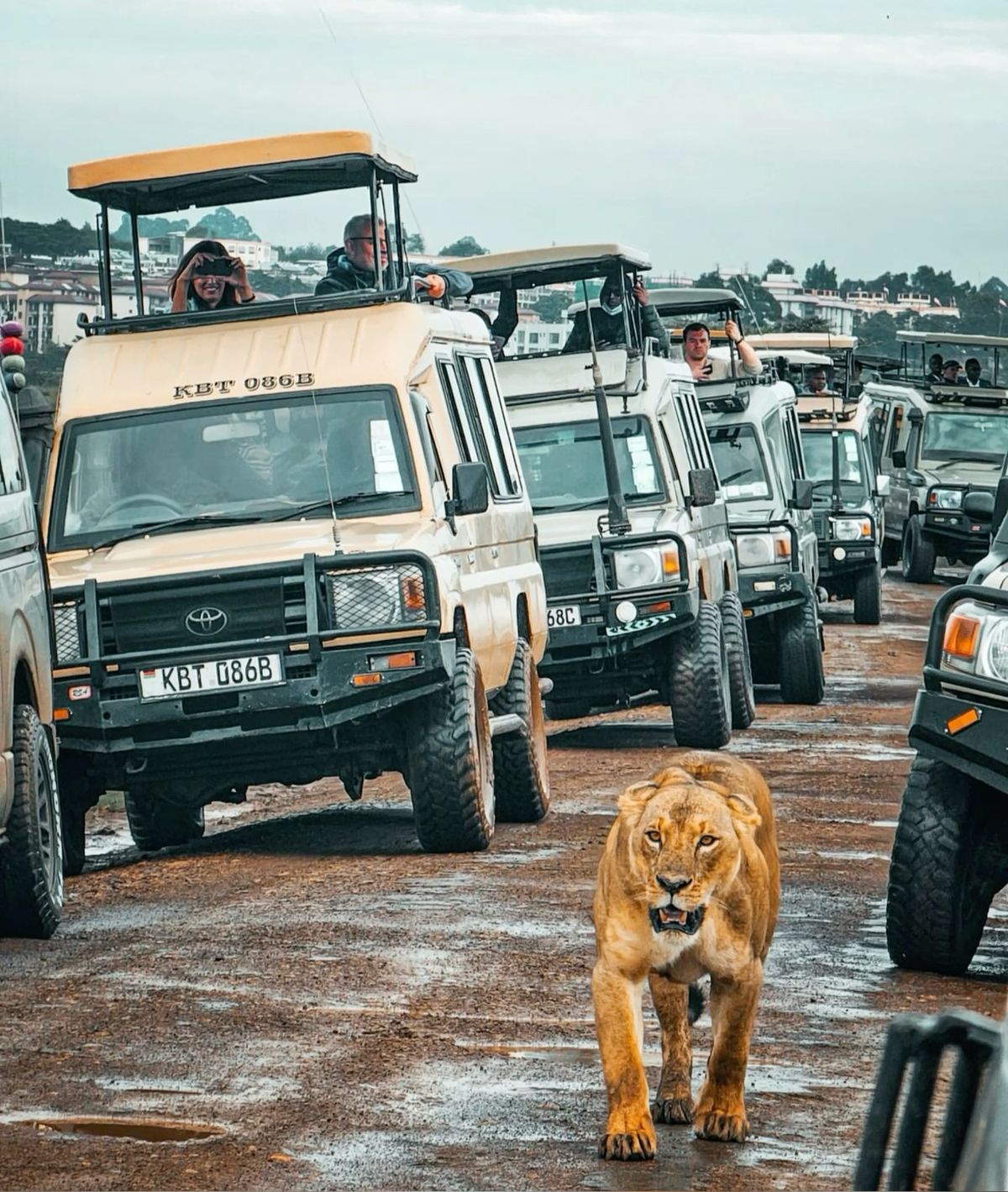 group safari companions