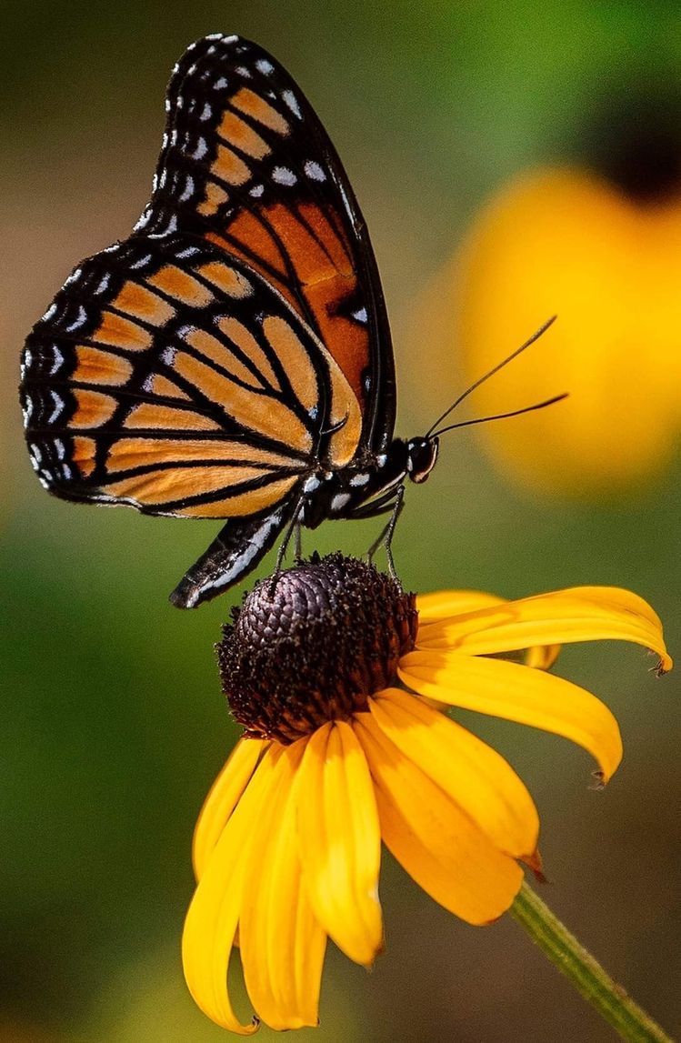 guided butterfly tours in Uganda