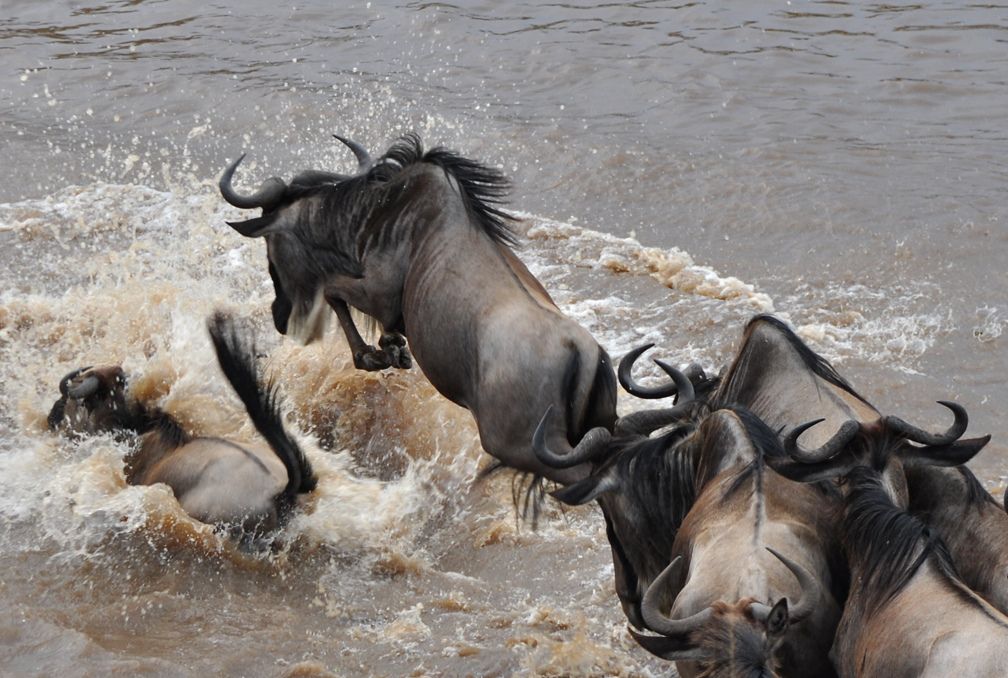 "Discover expert strategies to avoid crowds during the Great Migration—best times, private conservancies, and hidden gems for a serene safari experience."