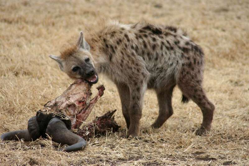best park in East Africa for hyena sightings