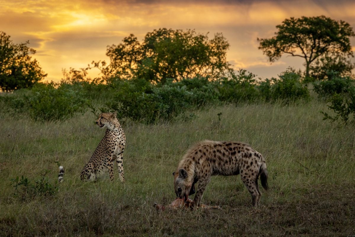 best park in East Africa for hyena sightings