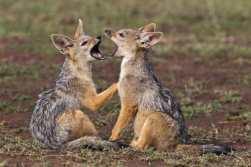 Can I see jackals in Serengeti