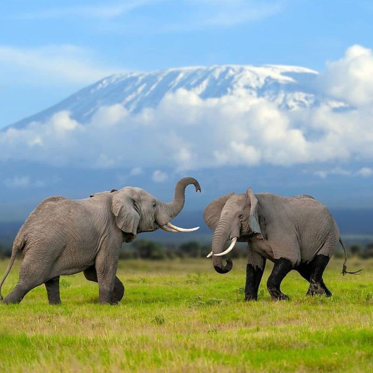 Mount Kilimanjaro