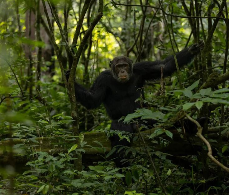 Visit Kyambura Gorge