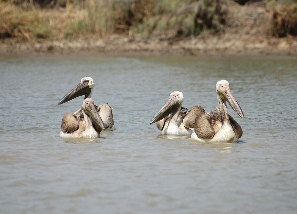 Pelicans in Lake Manyara