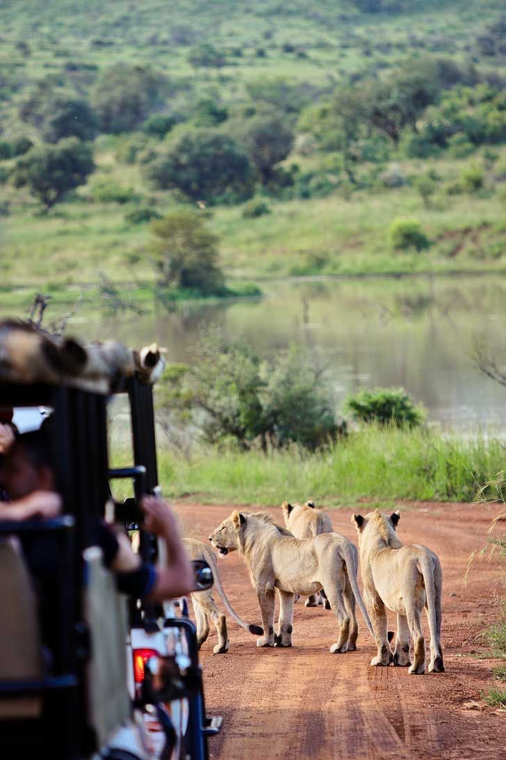 group safari companion