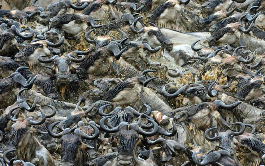 How does weather affect the Great Migration?