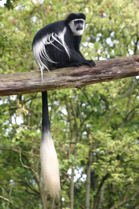 See colobus monkeys in Arusha NP