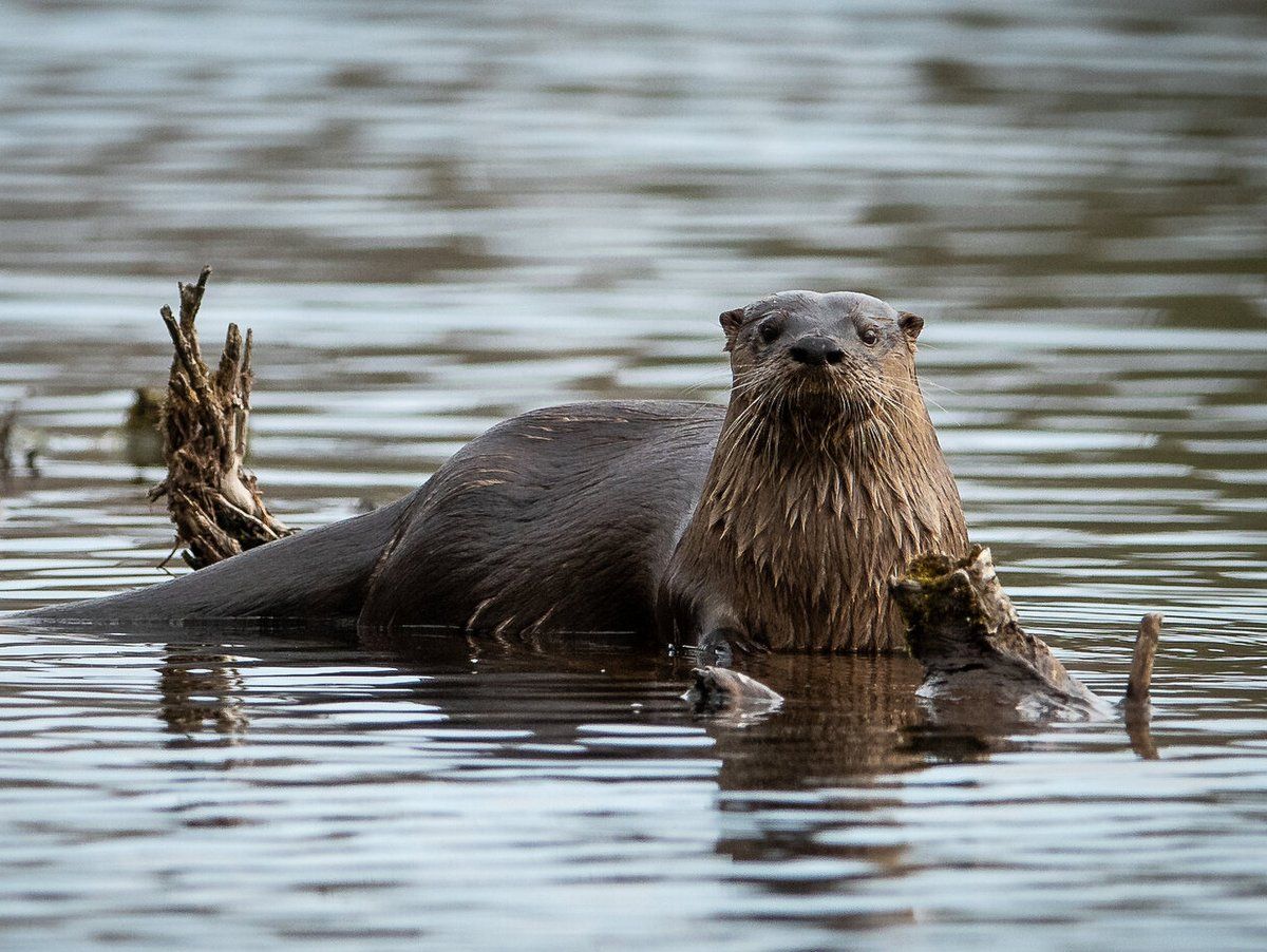 Can I see otters in Queen Elizabeth NP