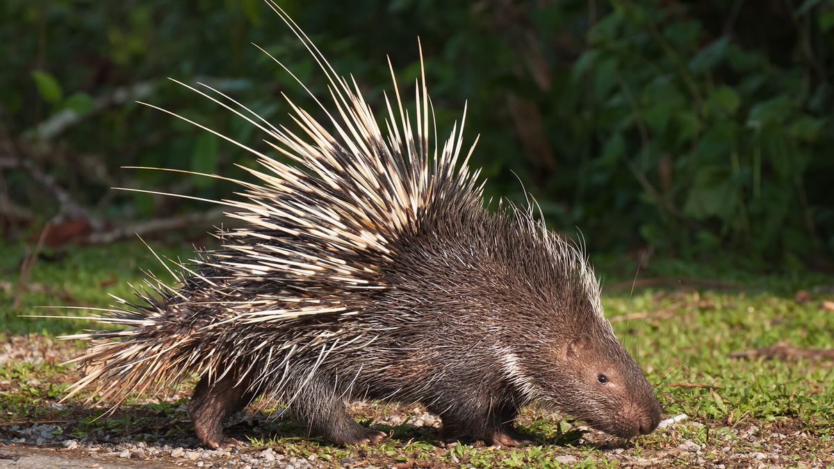 porcupine safari