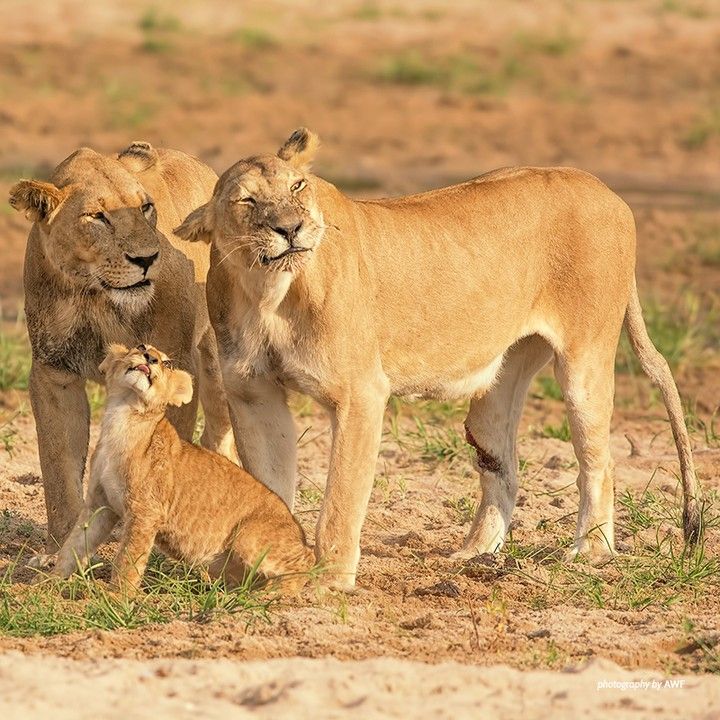 Ruaha National Park – Guided Hikes