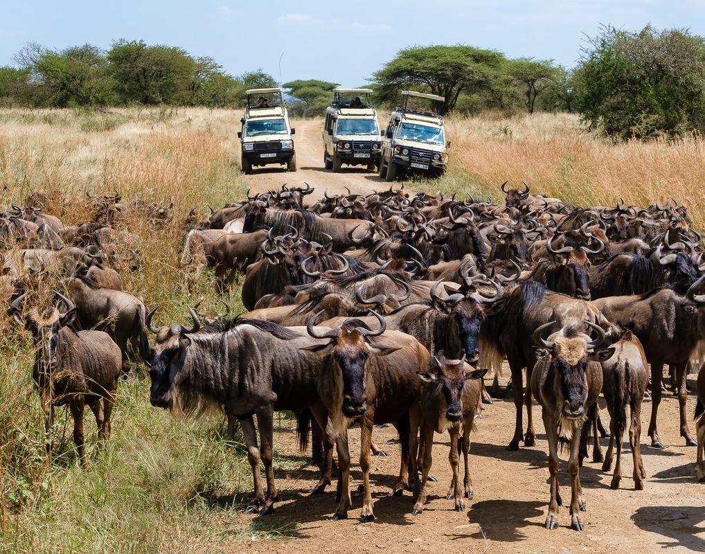 Can I book a last-minute migration safari?