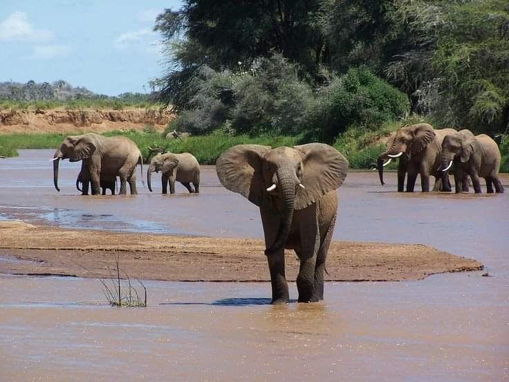 Samburu National Reserve