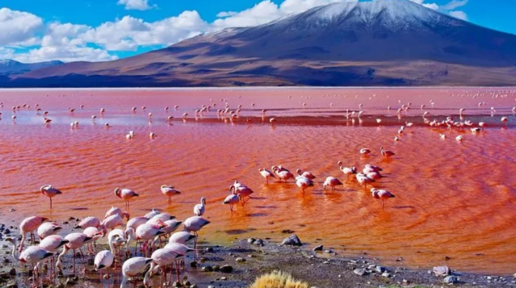 see flamingos in Lake Natron