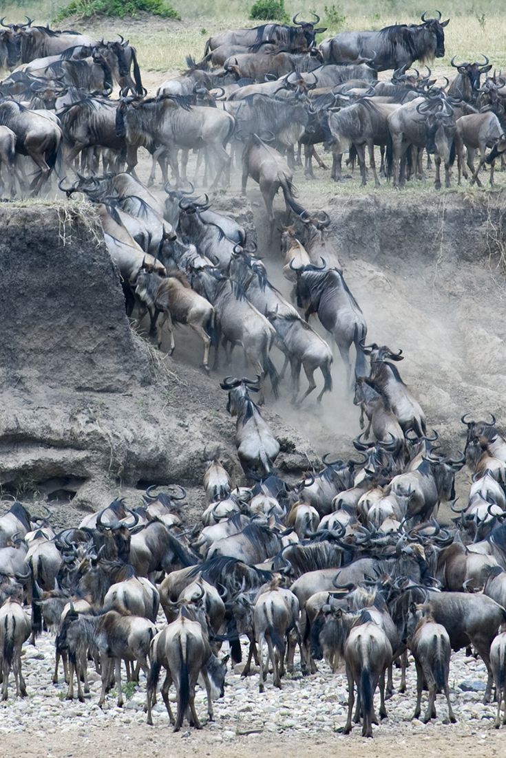"Witness the Great Migration in January—calving season, predator action, and stunning wildlife. Best lodges, weather, and tips inside!"