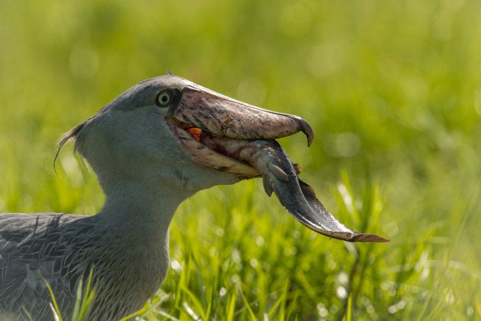 Can I see shoebills in Uganda