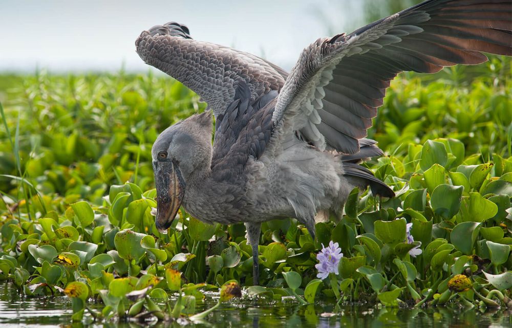 Can I see shoebills in Uganda