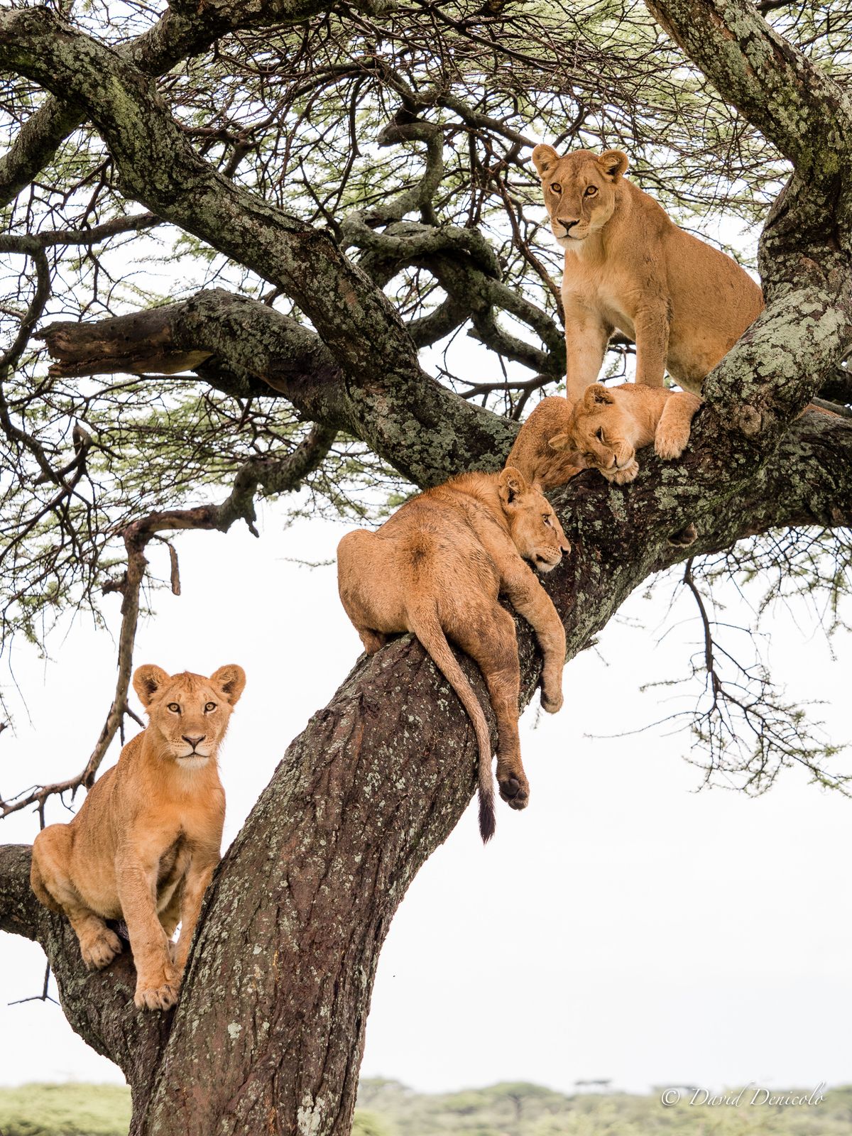 see tree-climbing lions in Lake Manyara