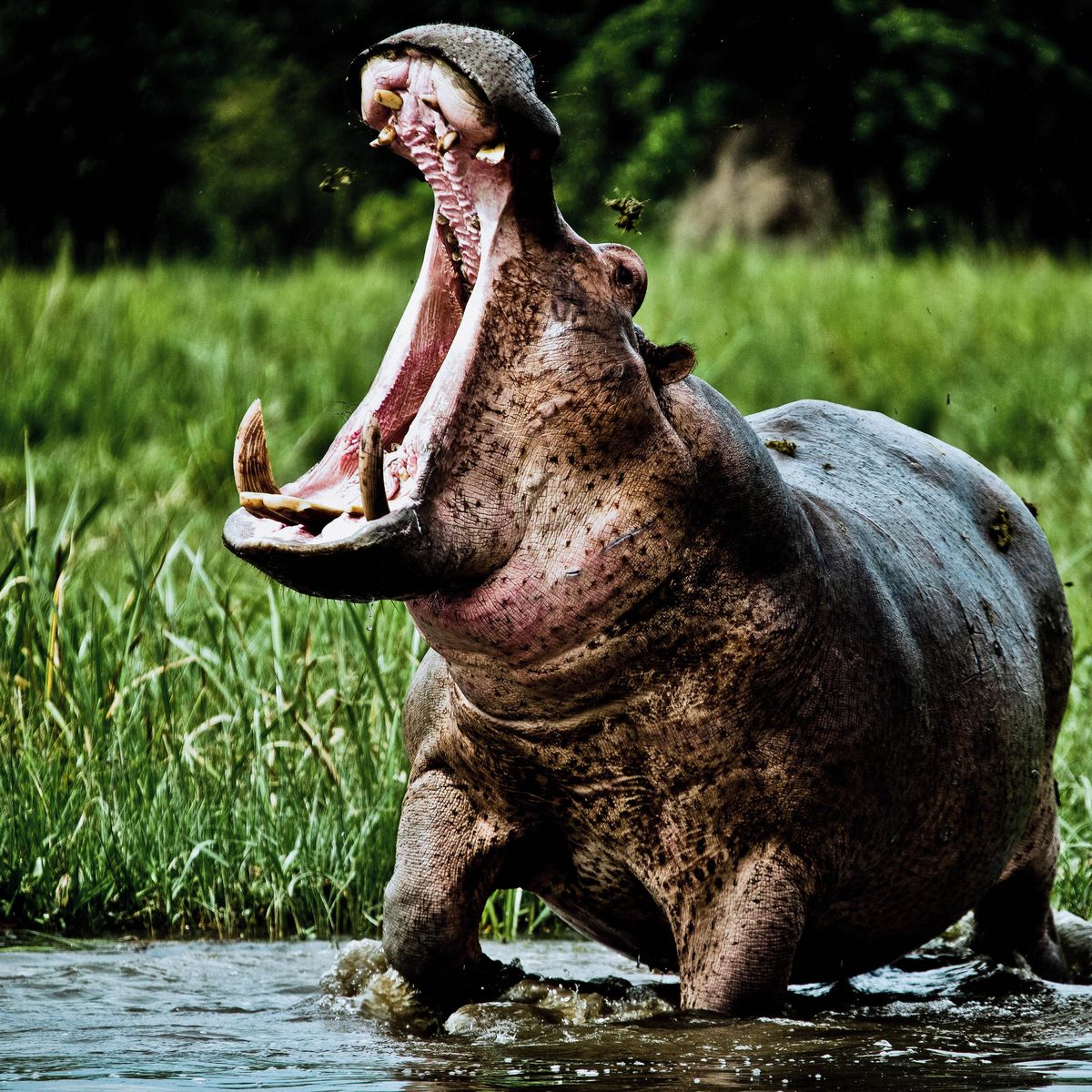 best park for hippos