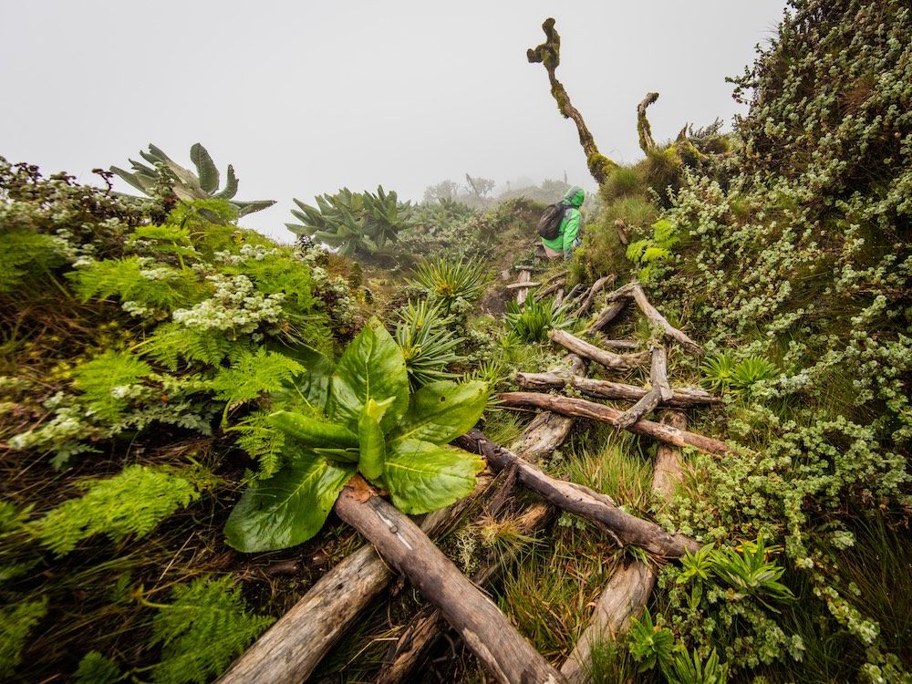 Visit Mgahinga Without Gorilla Trekking